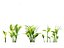 Convallaria majalis - lily-of-the-valley