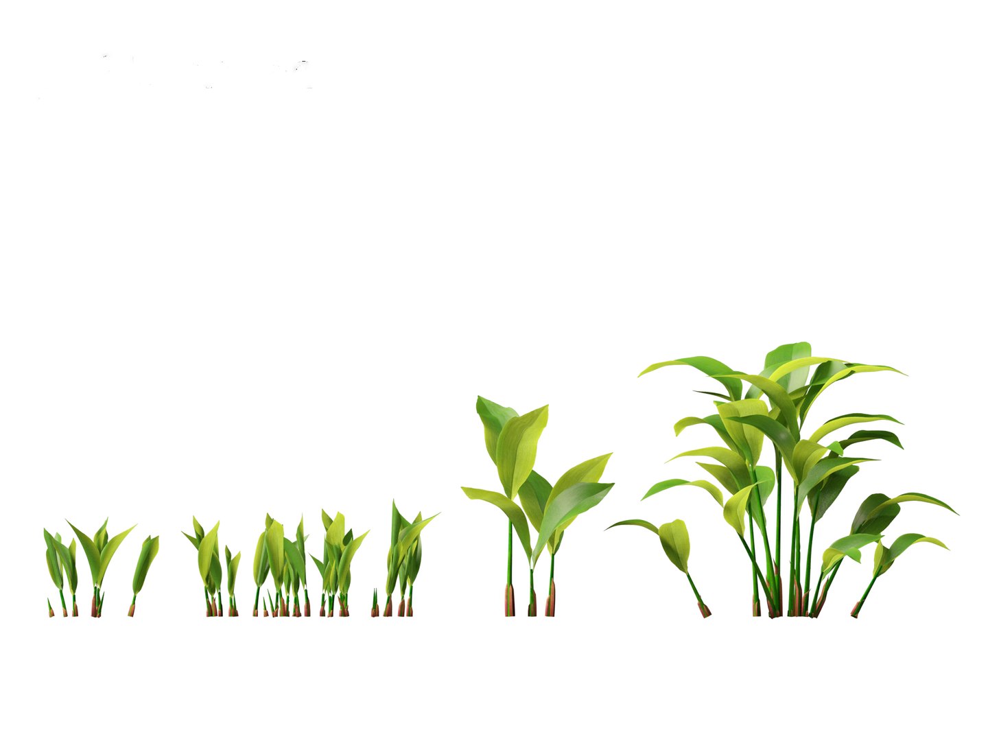 Convallaria majalis - lily-of-the-valley 3D model https://p.turbosquid.com/ts-thumb/Mg/I40mRb/80/convallariamajalis013/jpg/1697813225/1920x1080/fit_q87/ecff36a120193f326504a347f76a2812bfcf9d7f/convallariamajalis013.jpg
