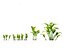 Convallaria majalis - lily-of-the-valley