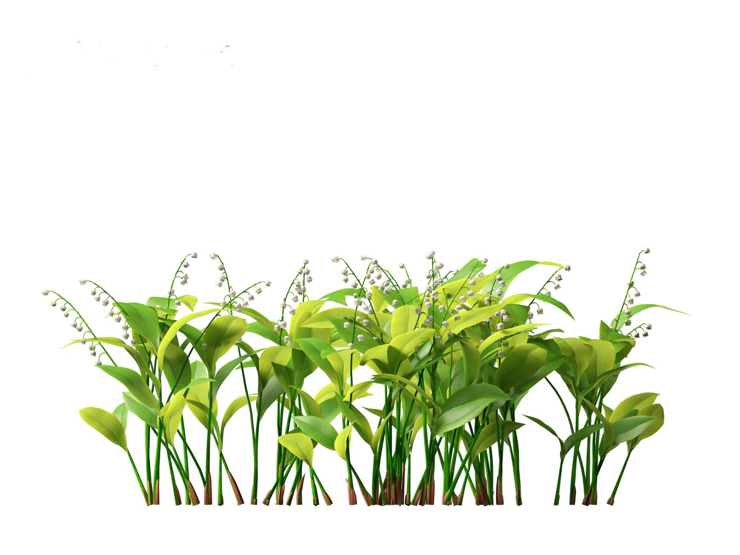 Convallaria majalis - lily-of-the-valley 3D model https://p.turbosquid.com/ts-thumb/Mg/I40mRb/9M/convallariamajalis017/jpg/1697813232/1920x1080/fit_q87/3745e6303de6d9674e471355d7cba747776add93/convallariamajalis017.jpg