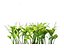 Convallaria majalis - lily-of-the-valley