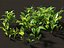 Convallaria majalis - lily-of-the-valley