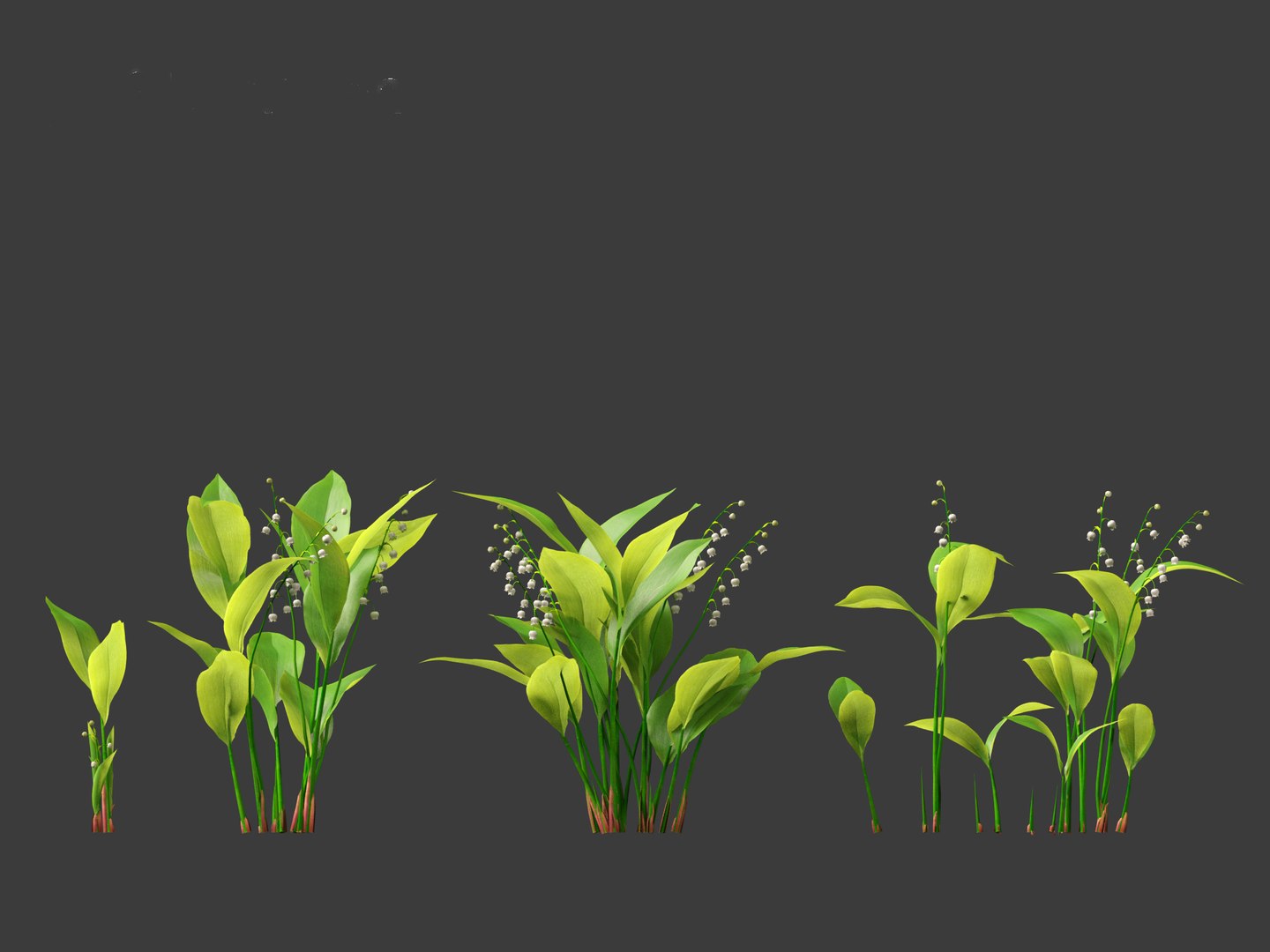 Convallaria majalis - lily-of-the-valley 3D model https://p.turbosquid.com/ts-thumb/Mg/I40mRb/vw/convallariamajalis016/jpg/1697813229/1920x1080/fit_q87/1052daaaab3f436899b806947f4e1fa231ab56d6/convallariamajalis016.jpg