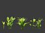 Convallaria majalis - lily-of-the-valley