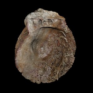 oyster shell 3d model