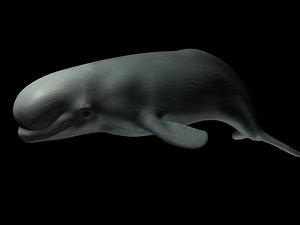 3d model dolphin whale