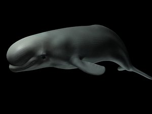Dolphin whale