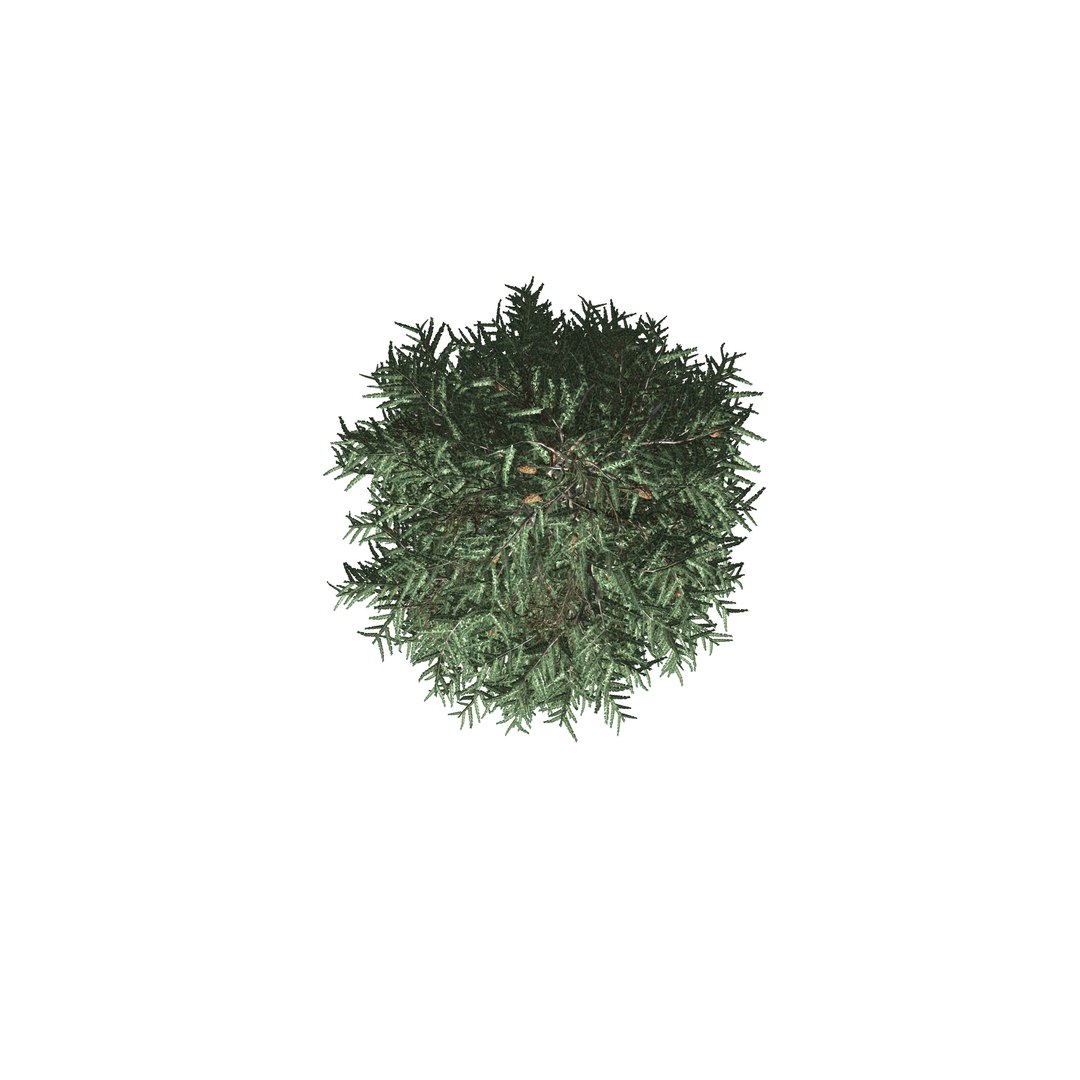 spruce tree 3D https://p.turbosquid.com/ts-thumb/Mg/gU2oNF/BMN7rFfu/9/jpg/1593246199/1920x1080/fit_q87/d192b37c4c41a58b1fa2c7ae5dcb90f3dee405aa/9.jpg