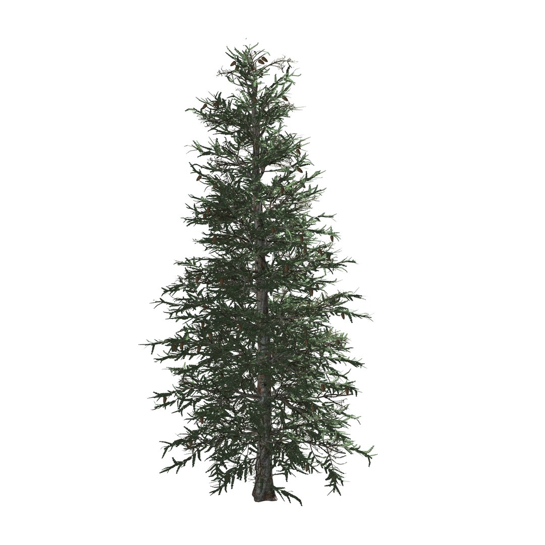 Spruce tree 3D - TurboSquid 1582404