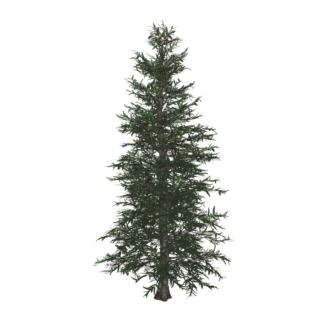spruce tree 3D https://p.turbosquid.com/ts-thumb/Mg/gU2oNF/IbHjWclj/5/jpg/1593246199/1920x1080/fit_q87/eaf1c56579a188483c2e94f0d547594315fcf40f/5.jpg