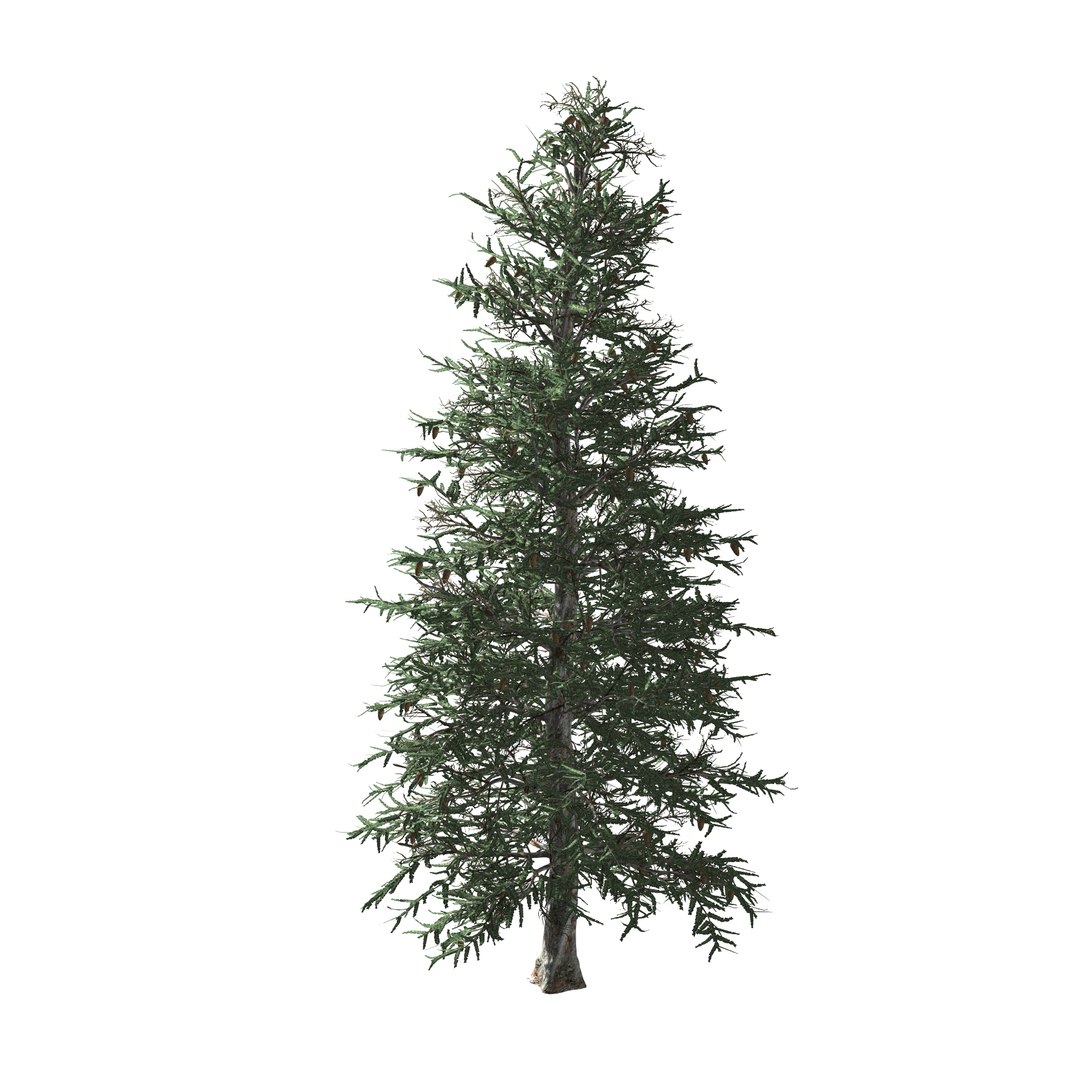 spruce tree 3D https://p.turbosquid.com/ts-thumb/Mg/gU2oNF/LazItOWG/4/jpg/1593246199/1920x1080/fit_q87/9333b6e55b39994eacaca73f82f48f25023429f3/4.jpg