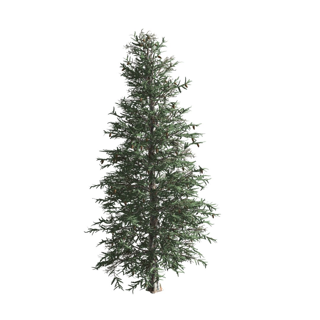 spruce tree 3D https://p.turbosquid.com/ts-thumb/Mg/gU2oNF/gsOIexOv/7/jpg/1593246199/1920x1080/fit_q87/b9aabbc076a21eab96e1ea248cd5bfbe6246bfb4/7.jpg