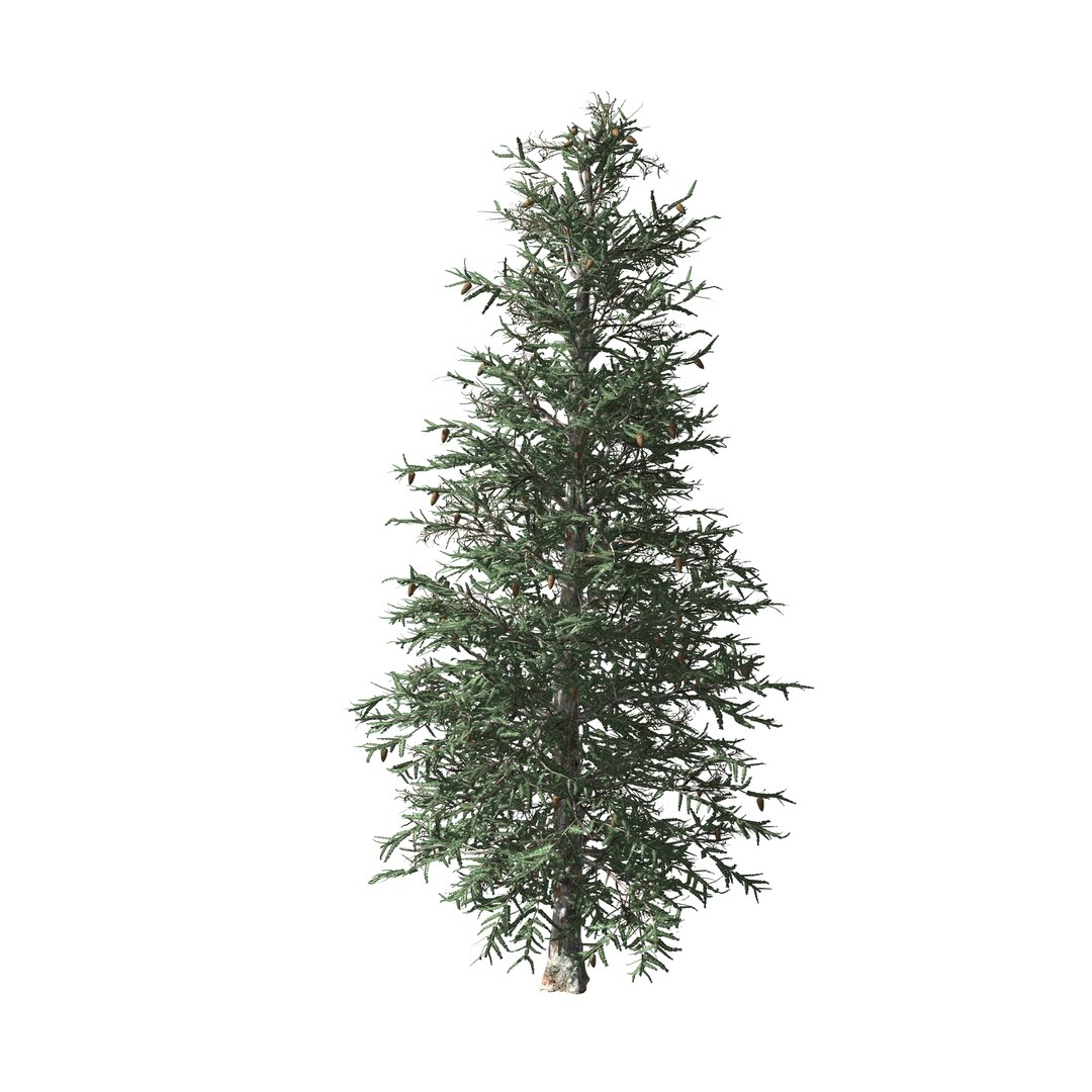 spruce tree 3D https://p.turbosquid.com/ts-thumb/Mg/gU2oNF/sUGis5J6/3/jpg/1593246199/1920x1080/fit_q87/9445612483c7b8f5f4c88c19f251c5c794d9cc67/3.jpg
