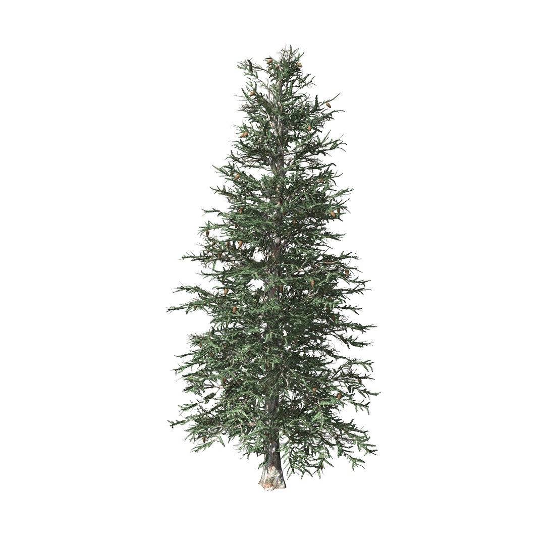 spruce tree 3D https://p.turbosquid.com/ts-thumb/Mg/gU2oNF/vqdc1AIw/2/jpg/1593246198/1920x1080/fit_q87/ffc76b76cf15454e07551133dd665be5eeea2af6/2.jpg