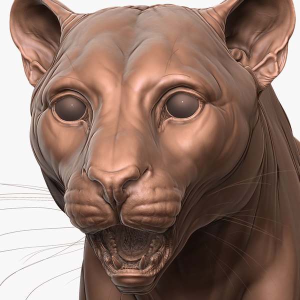 modèle 3D de Lion de montagne entièrement détaillé Puma Cougar Zbrush  Sculpt - TurboSquid 1854228