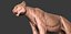 Fully Detailed Mountain Lion Puma Cougar Zbrush Sculpt 3D model