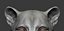 Fully Detailed Mountain Lion Puma Cougar Zbrush Sculpt 3D model