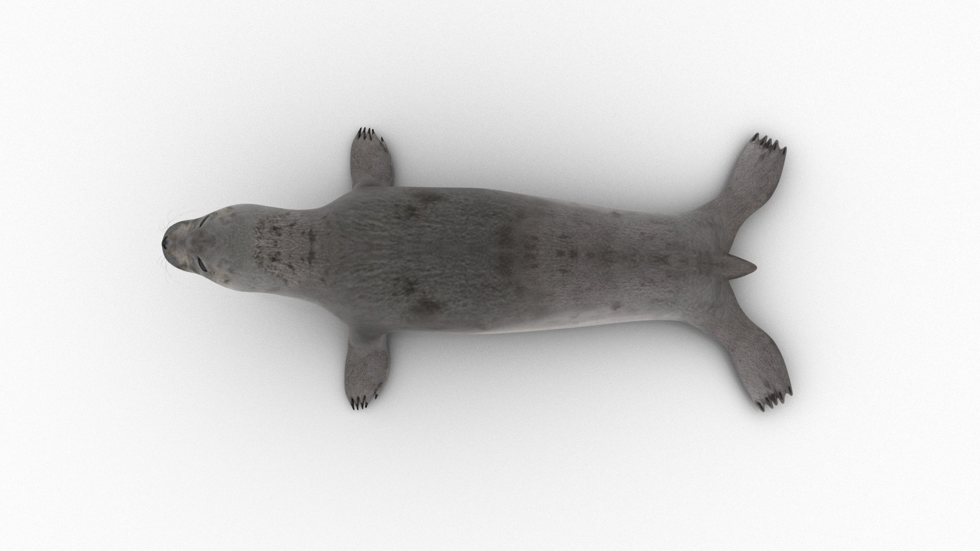 seal sea lion 3D model https://p.turbosquid.com/ts-thumb/Mg/uz8Ds5/MO/s4/jpg/1776542299/1920x1080/fit_q87/1e8f929ce06e2fffc224e2eec54bbbf07b5e0a5b/s4.jpg