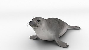 seal sea lion