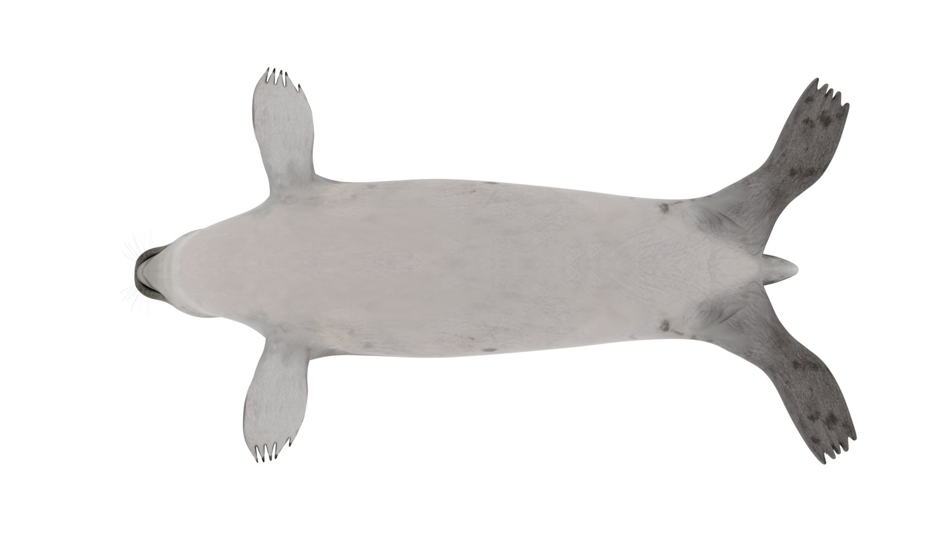 seal sea lion 3D model https://p.turbosquid.com/ts-thumb/Mg/uz8Ds5/SF/s7/jpg/1776542301/1920x1080/fit_q87/c01bf8dda1a0baa218d89d4c35f4adad57a54bf7/s7.jpg