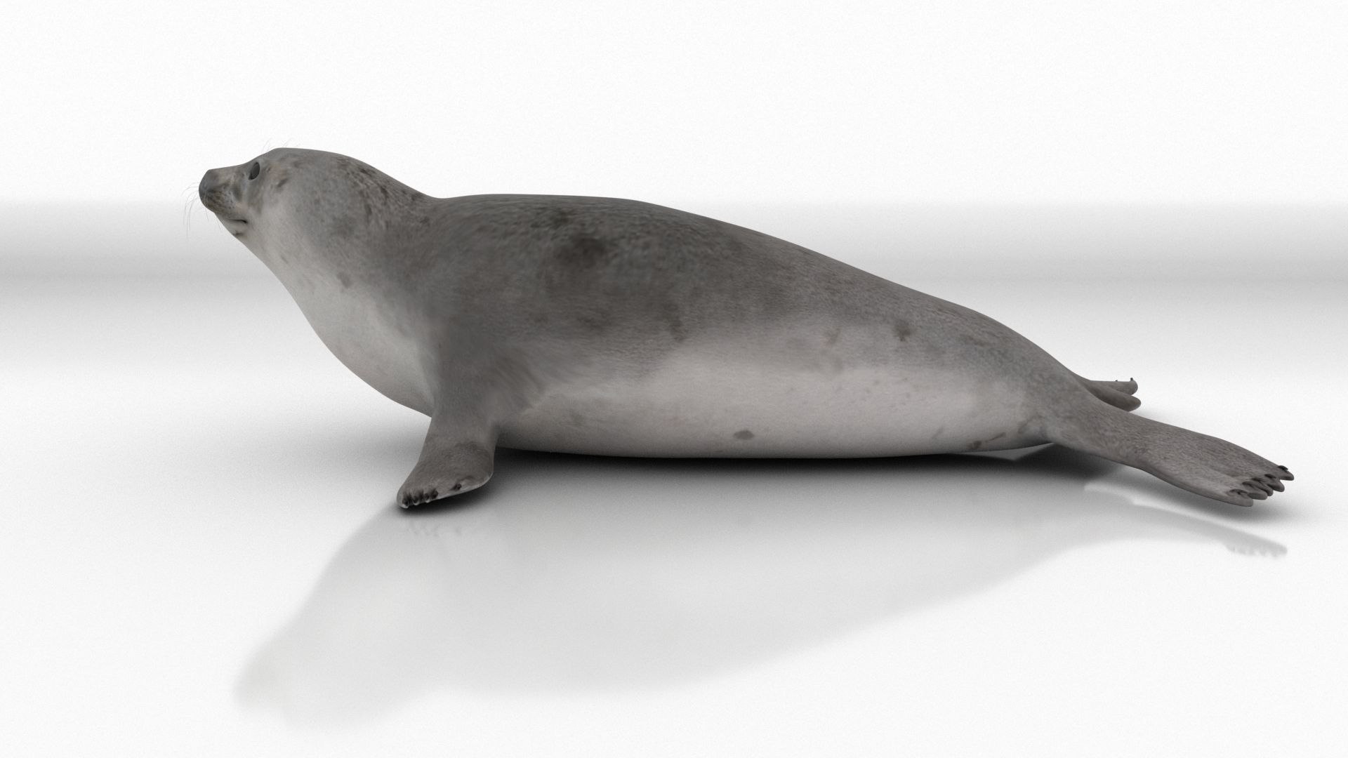 seal sea lion 3D model https://p.turbosquid.com/ts-thumb/Mg/uz8Ds5/WM/s14/jpg/1776542304/1920x1080/fit_q87/da5a768394db05a5d31480d281211a2903066e2e/s14.jpg