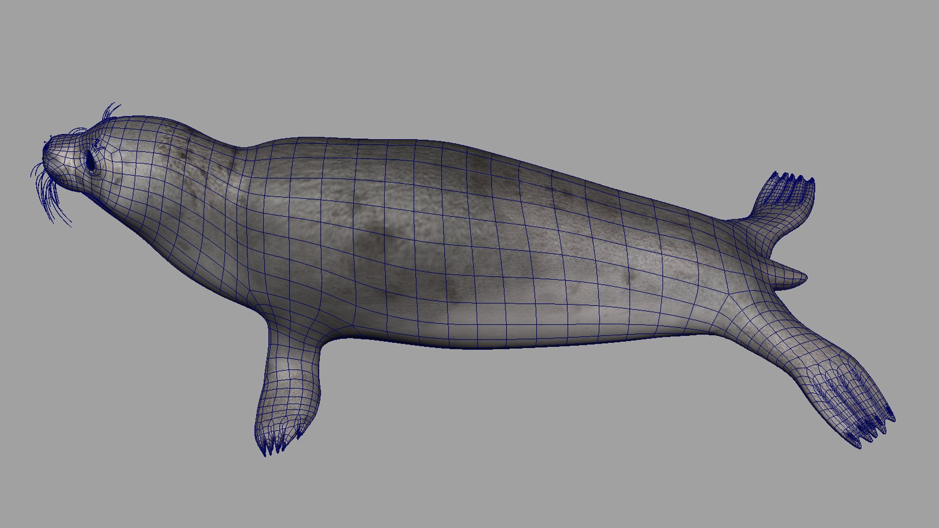 seal sea lion 3D model https://p.turbosquid.com/ts-thumb/Mg/uz8Ds5/Xk/s8/jpg/1776542301/1920x1080/fit_q87/166428035abb4e836ce5d17adfb81d62fed62dd0/s8.jpg