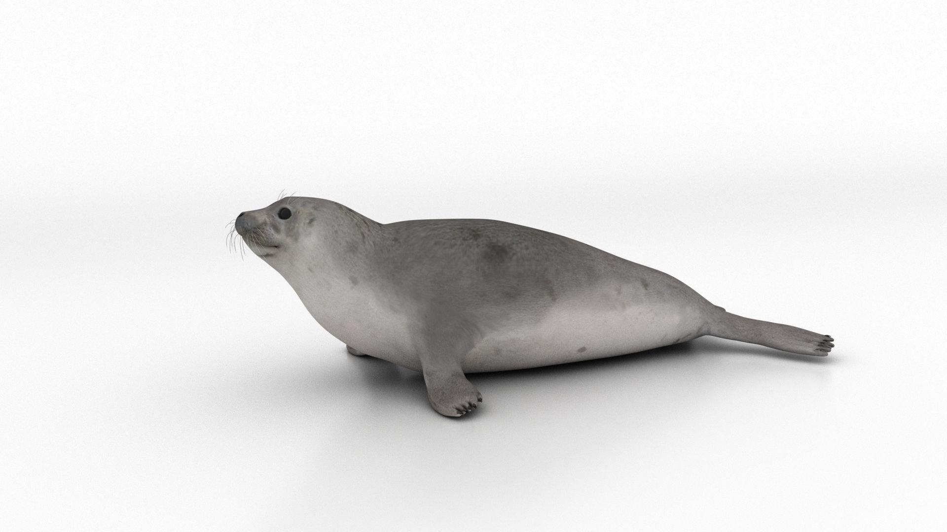 seal sea lion 3D model https://p.turbosquid.com/ts-thumb/Mg/uz8Ds5/gf/s15/jpg/1776542304/1920x1080/fit_q87/e535c6eb68af67105e8202307dc573b23b7cfe1f/s15.jpg