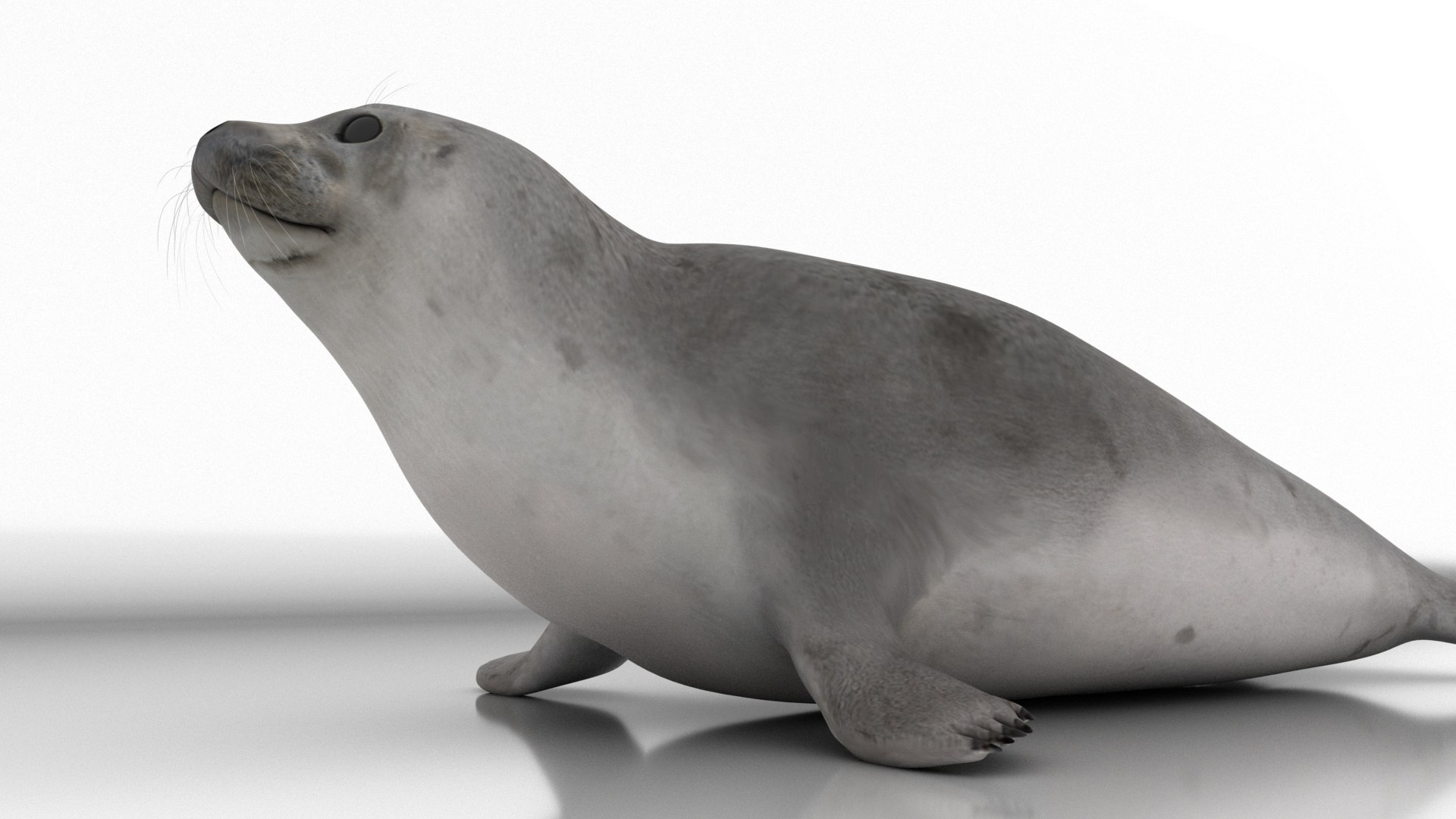 seal sea lion 3D model https://p.turbosquid.com/ts-thumb/Mg/uz8Ds5/ln/s6/jpg/1776542300/1920x1080/fit_q87/ca37087b2e00db1b4715add0ffe1201b16cd0fc8/s6.jpg