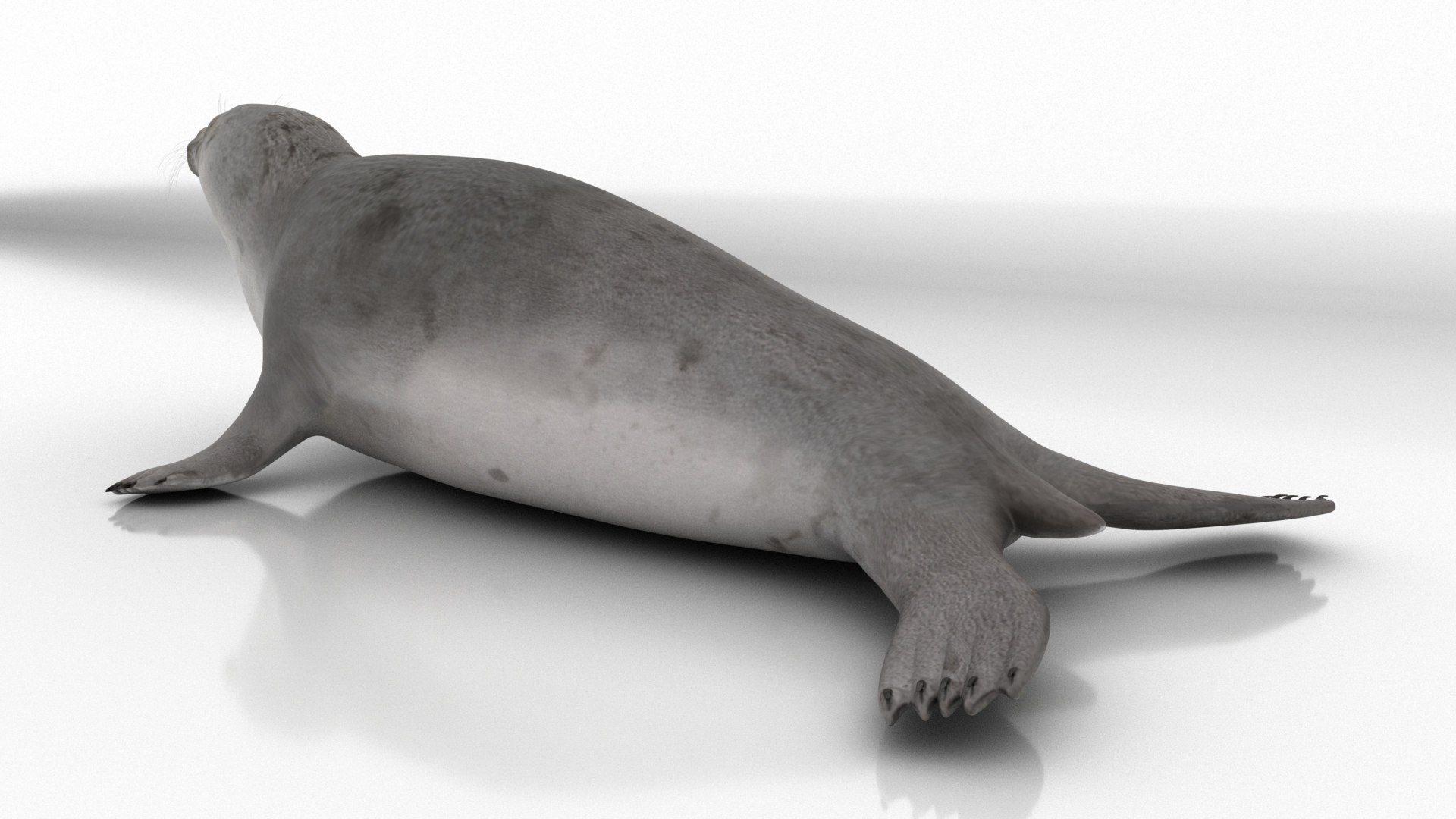 seal sea lion 3D model https://p.turbosquid.com/ts-thumb/Mg/uz8Ds5/y5/s5/jpg/1776542299/1920x1080/fit_q87/51434ddca9f66556d02220ed7041bb48b69490ec/s5.jpg