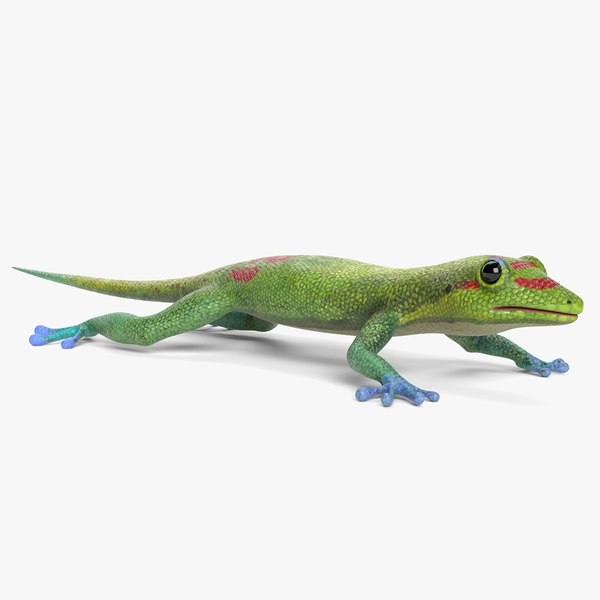 3D Gecko Models | TurboSquid