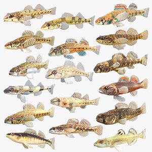 Darter Fish Collection 1-17