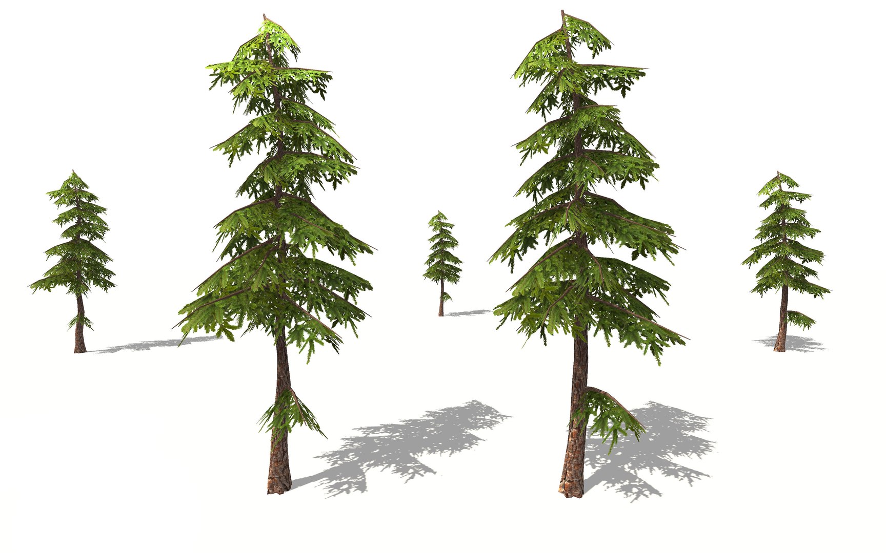 3D Natural Pine Tree - TurboSquid 1517353