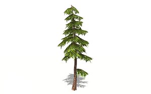 3D natural pine tree