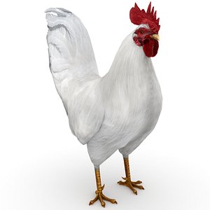 Rooster White