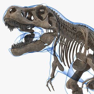 Espécimes de esqueleto de tiranossauro Sue Triceratops, tiranossauro rex,  tiranossauro, personagem fictício png