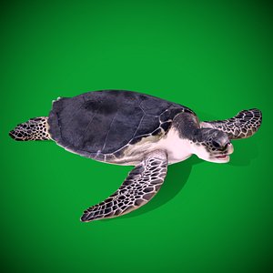 SeaTurtle