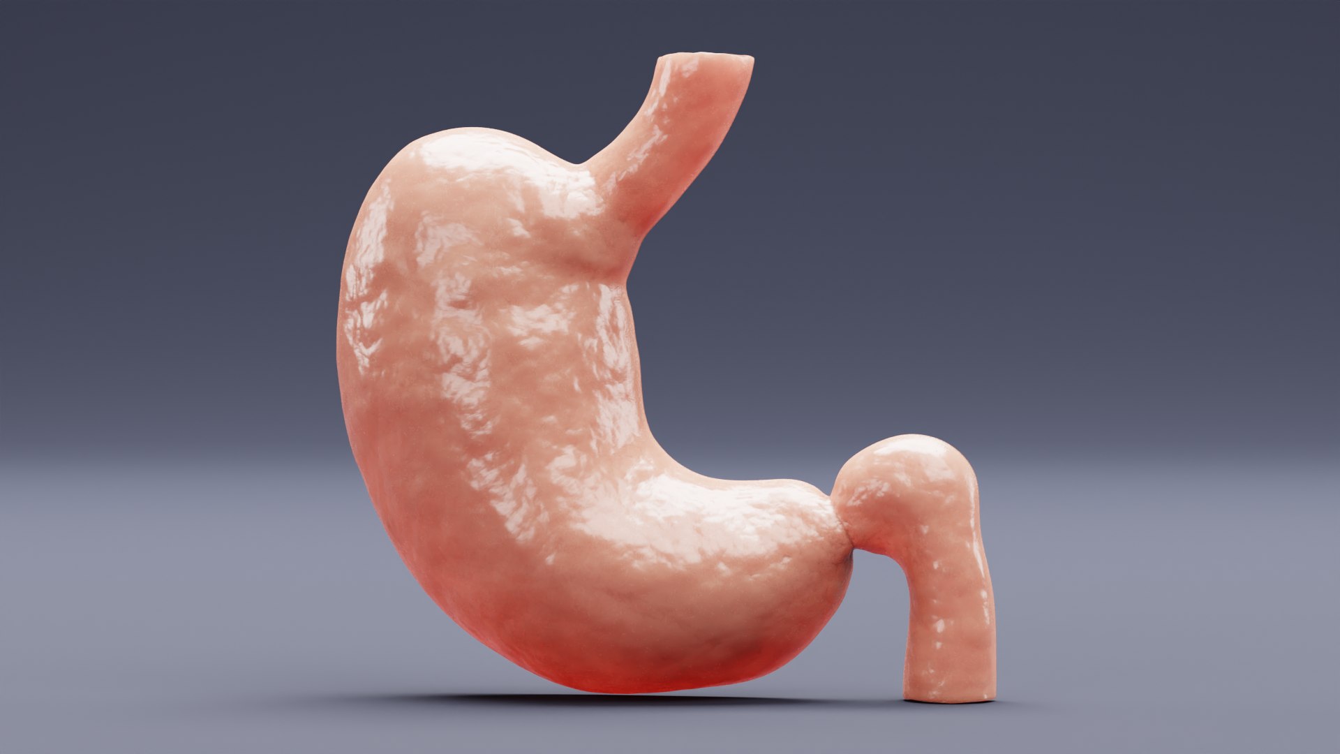 Stomach Section 3D Model - TurboSquid 1749940
