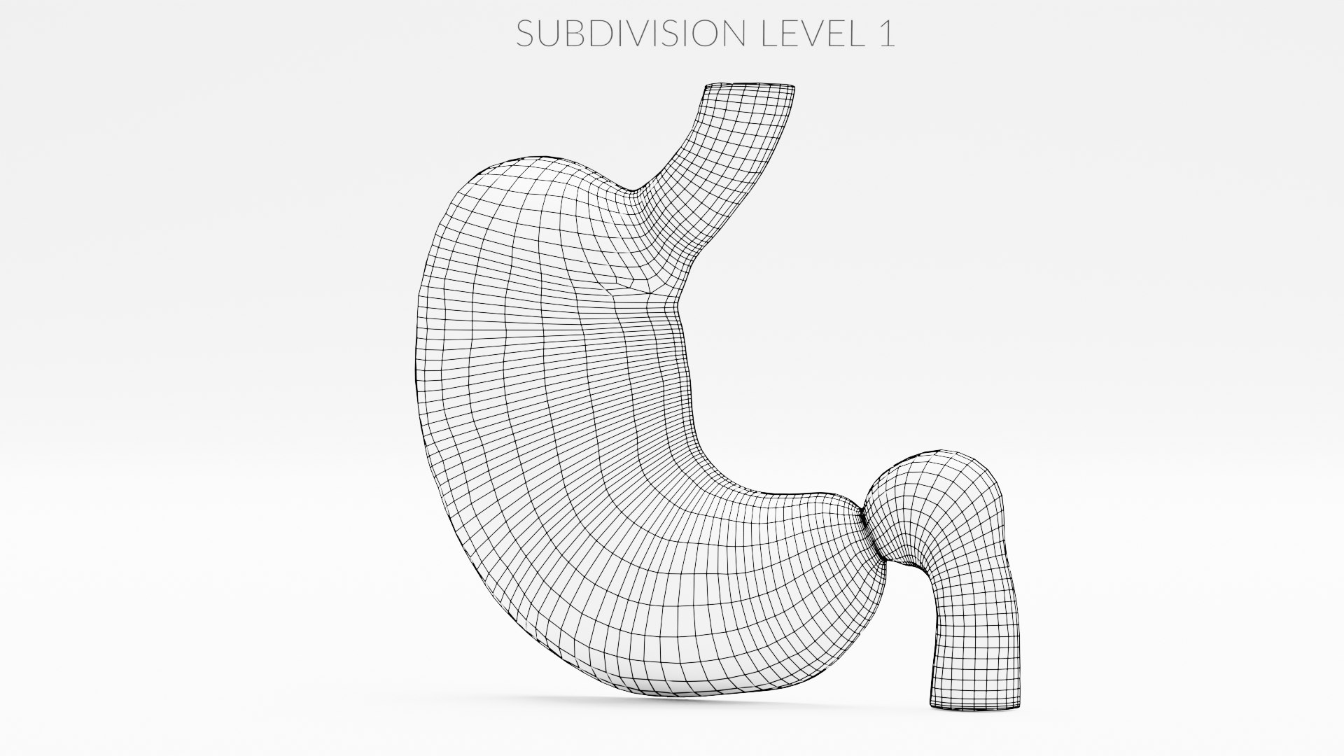 Stomach Section 3D Model - TurboSquid 1749940