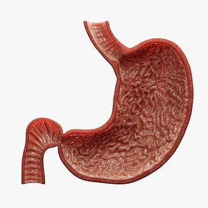 Stomach Section 3D model