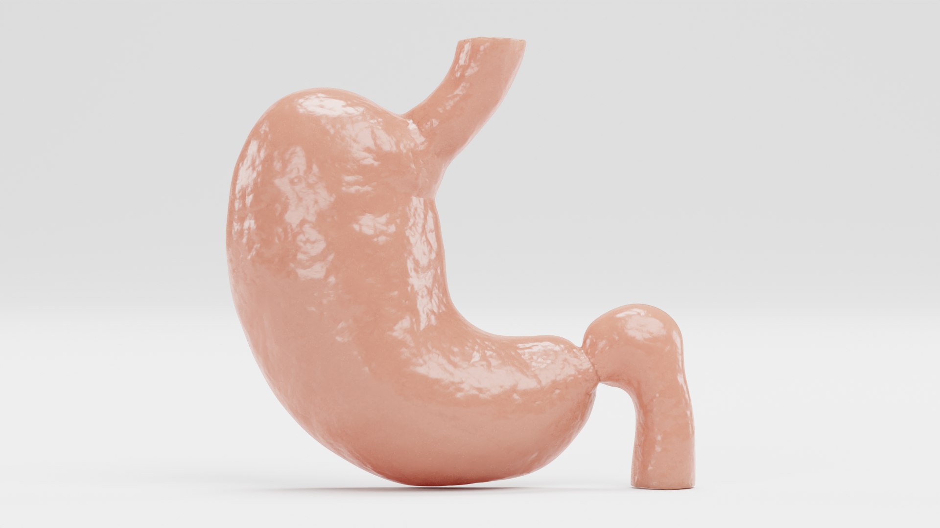 Stomach Section 3D Model - TurboSquid 1749940