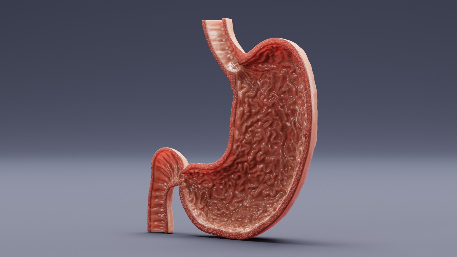 Stomach Section 3D Model - TurboSquid 1749940