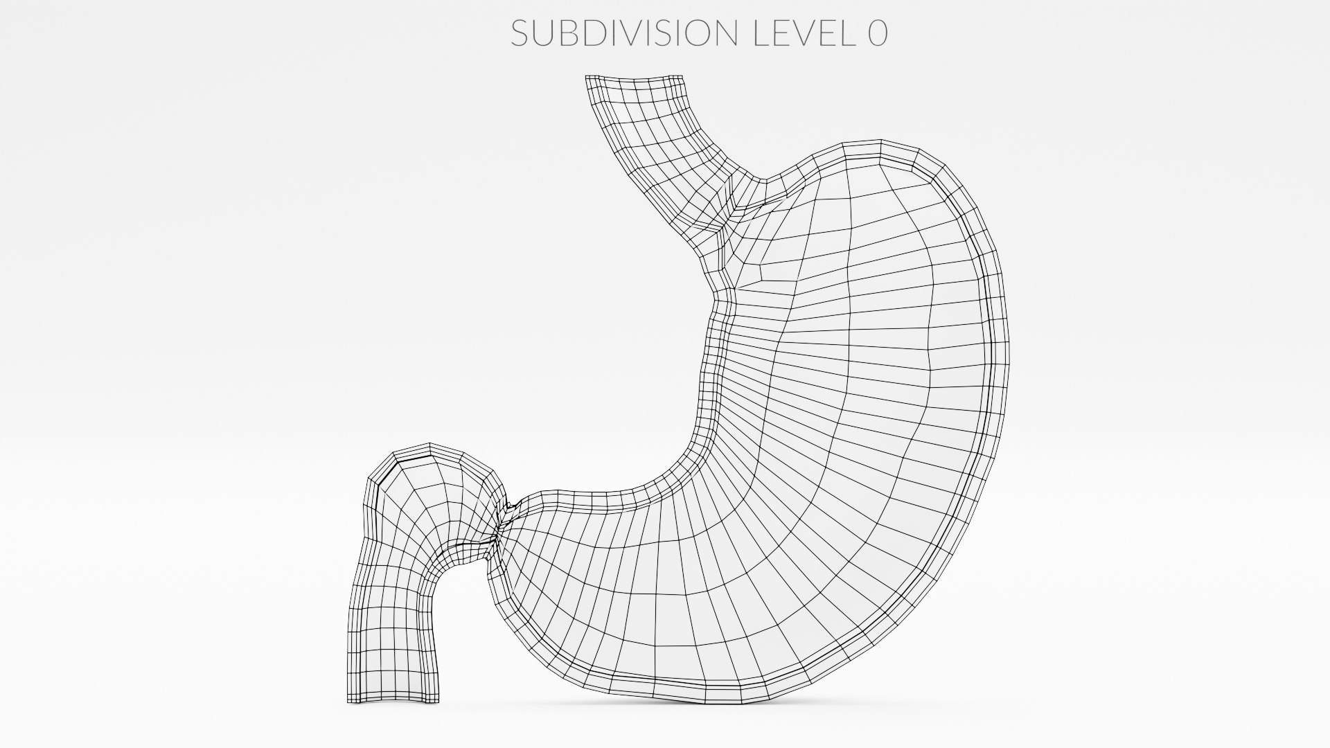 Stomach Section 3D Model - TurboSquid 1749940