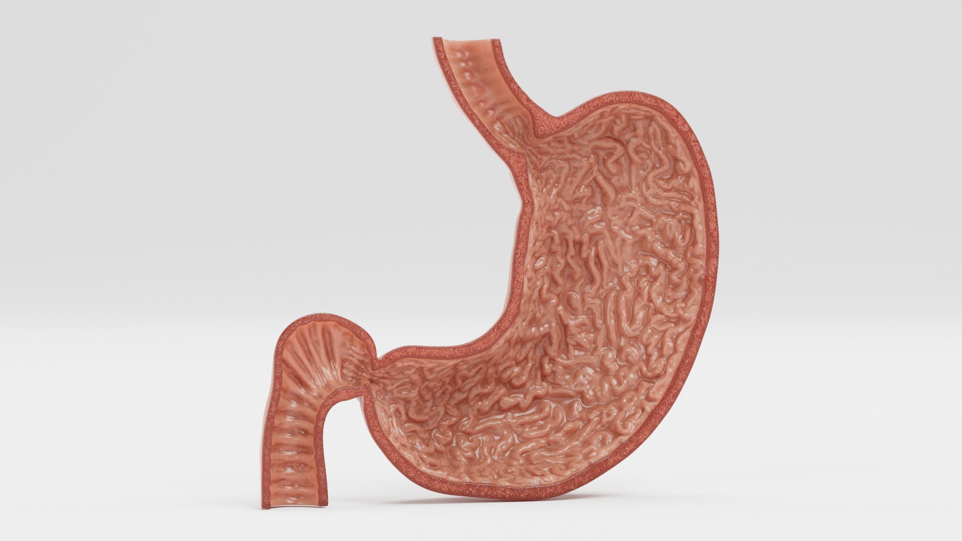 Stomach Section 3D Model - TurboSquid 1749940