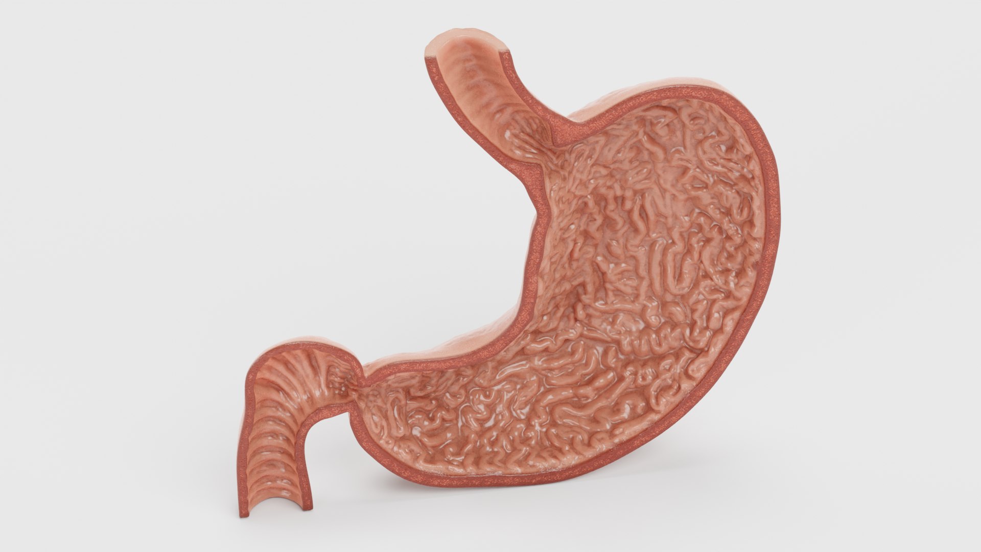Stomach Section 3D Model - TurboSquid 1749940