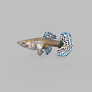 Guppy Fish Female V3 3D model