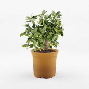 3D Collection of 6 Indoor Plants - 1