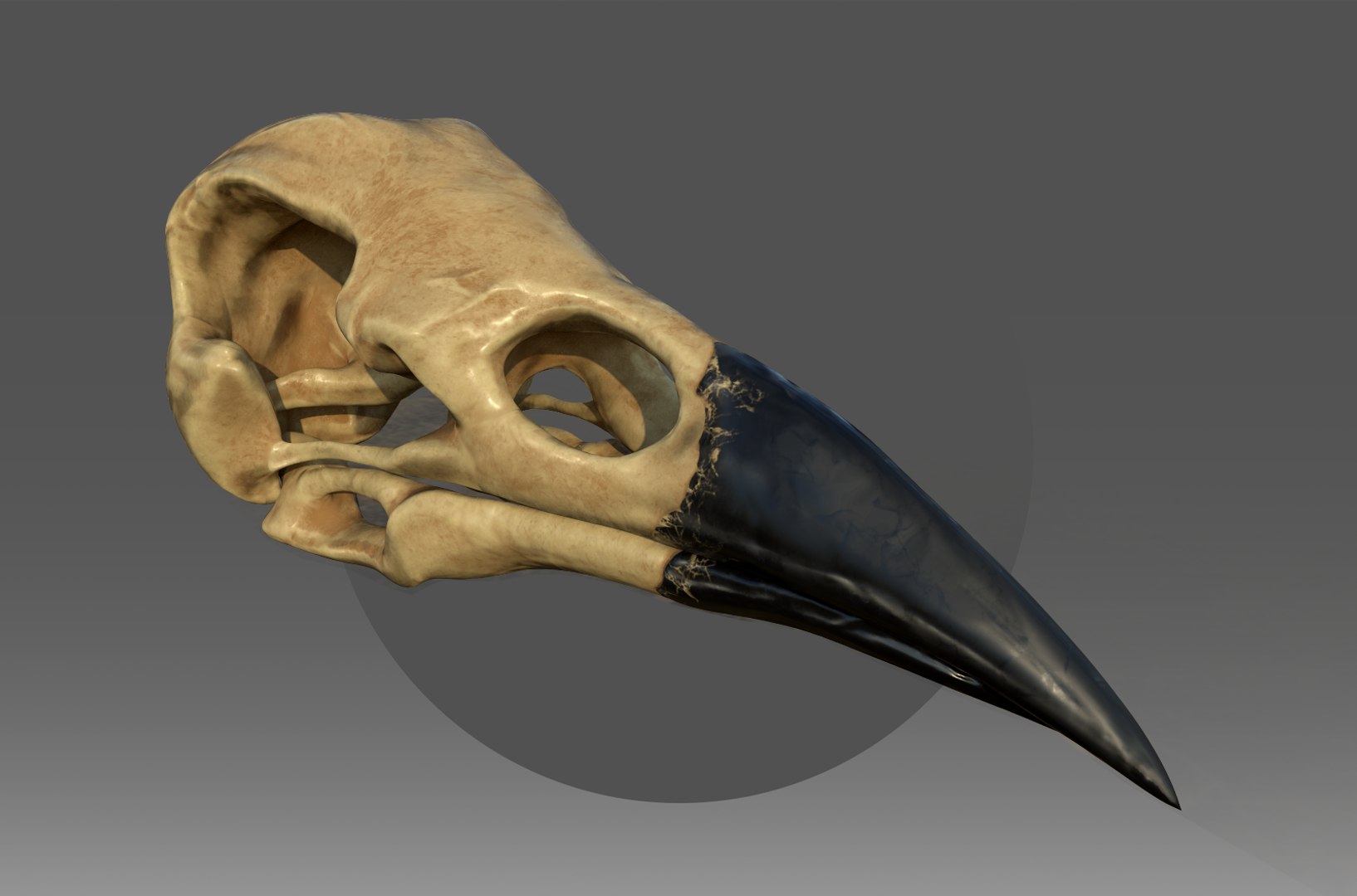 Вороний скелет. Вороний череп. Raven Skull 3d model. Череп ворона. Череп вороны.