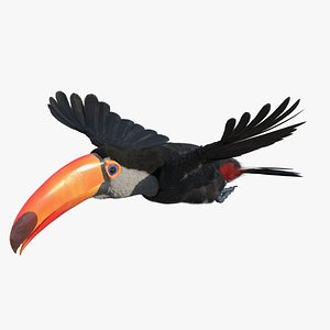 Tropical Toucan in Flight Fur model