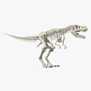 tyrannosaurus rex skeleton 3D model