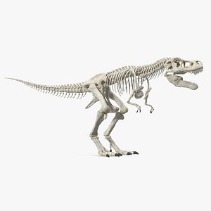 Tyrannosaurus Rex Skeleton